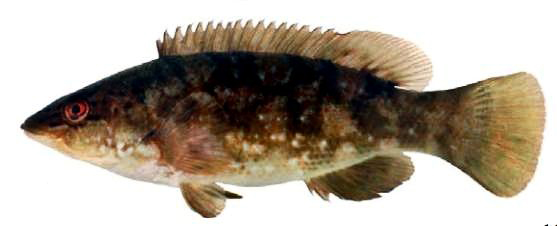 Labrus merula_nuevo_01